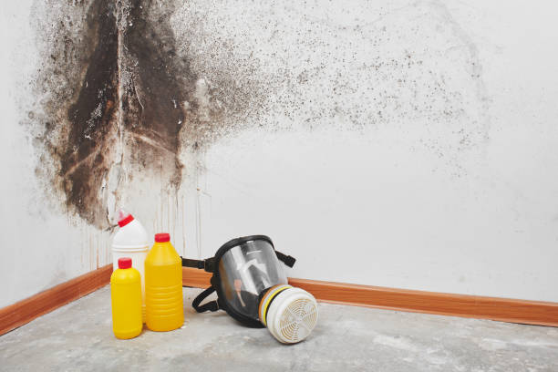 Best Affordable Mold Removal  in West Wareham, MA