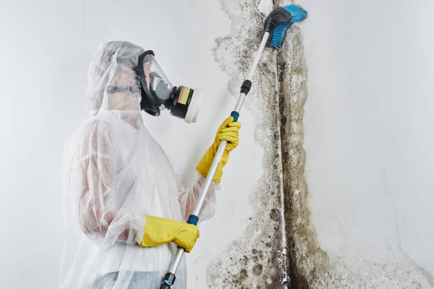 Best Attic Mold Removal  in West Wareham, MA