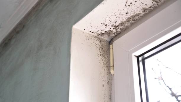Trusted West Wareham, MA Mold Removal Experts