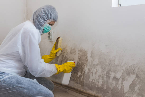 Best Mold Testing  in West Wareham, MA