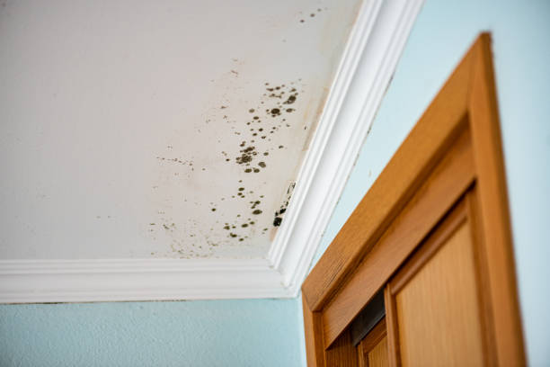 Best Home Mold Removal  in West Wareham, MA