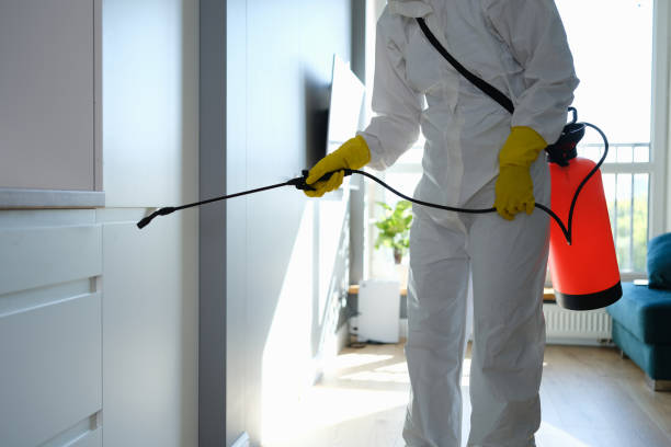 Best Same-Day Mold Removal  in West Wareham, MA
