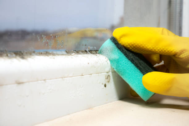 Attic Mold Removal in West Wareham, MA
