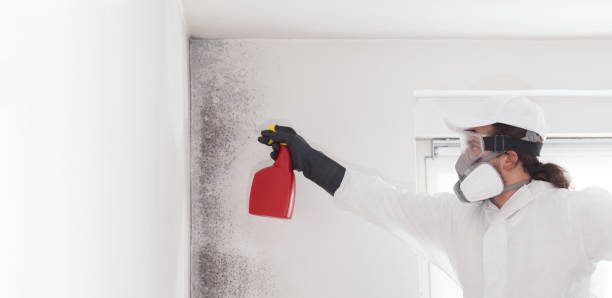  West Wareham, MA Mold Removal Pros