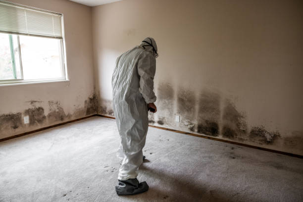 Best Residential Mold Removal  in West Wareham, MA