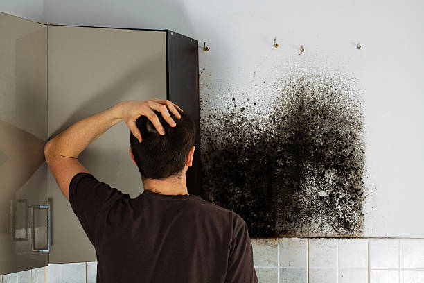 Best Toxic Mold Removal  in West Wareham, MA