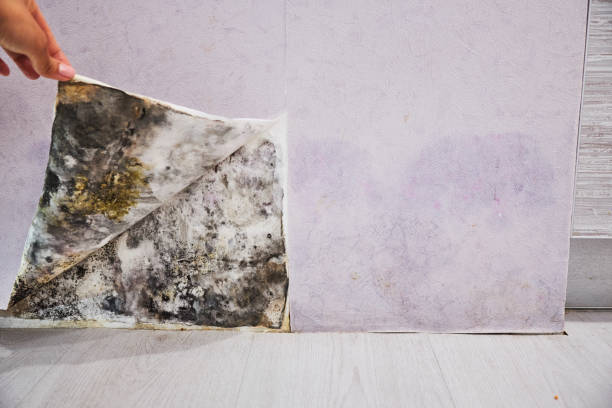 Best Certified Mold Removal  in West Wareham, MA